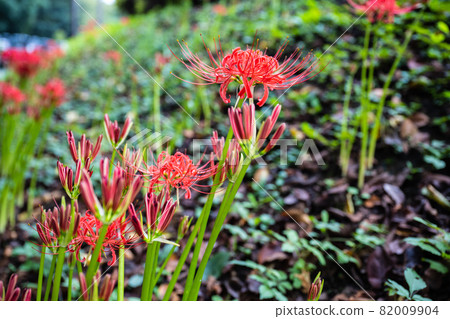 Cluster amaryllis blooming in Mineyama Cemetery in Sagamihara City 82009904
