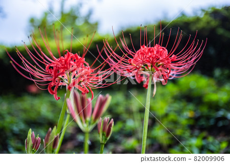 Cluster amaryllis blooming in Mineyama Cemetery in Sagamihara City 82009906