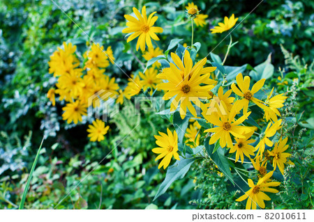 Kinugasagiku yellow wildflower Kinugasagiku yellow wildflower 82010611