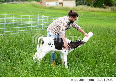 Man farmer feeding young cattle from bottle at the cow farm 82010650