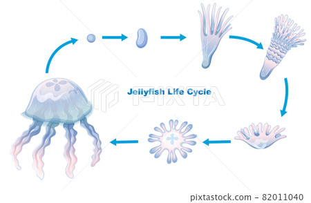 Jellyfish Life Cycle for kids education 82011040