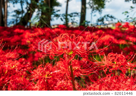 Peaceful forest, full bloom Higanbana <Motosu City, Gifu Prefecture> Peaceful forest, full bloom Higanbana <Motosu City, Gifu Prefecture> 82011446