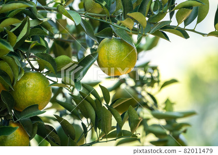 橘子 果園 橘子樹 自然 Tangerine tree orange garden 蜜柑 みかん 82011479