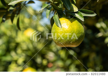 橘子 果園 橘子樹 自然 Tangerine tree orange garden 蜜柑 みかん 橘子 果園 橘子樹 自然 Tangerine tree orange garden 蜜柑 みかん 82011480