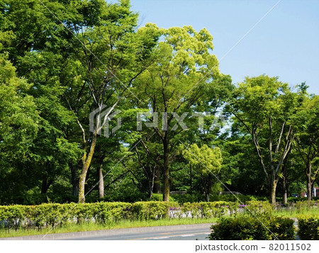 大樹的路旁樹木繁茂的向山禦池公園的外圍 82011502