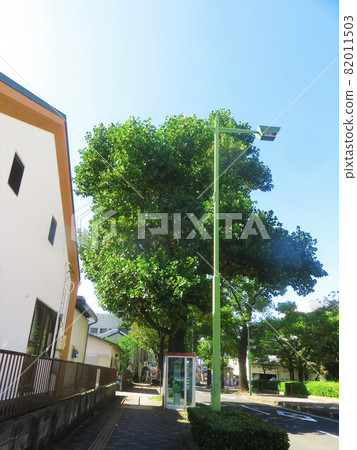 鬱金香樹街道 樹和有電話亭的街道 鬱金香樹街道 樹和有電話亭的街道 82011503