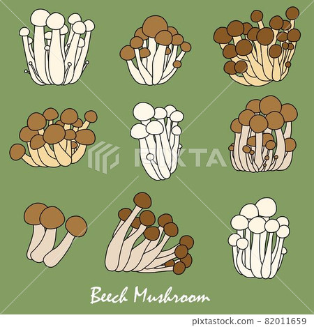 Doodle freehand sketch drawing of beech mushroom vegetable collection. 82011659