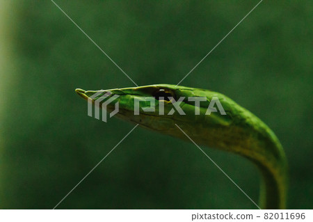 Oriental whipsnake The body is green, slender, elongated, slender head, pointed mouth. The adult size is up to 2 meters. It is a very mild venomous snake. 82011696