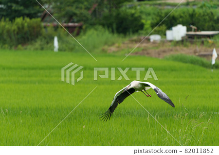 Natural monument stork Natural monument stork 82011852