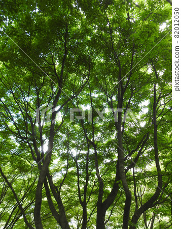 Green that increases with the sun Green that increases with the sun 82012050
