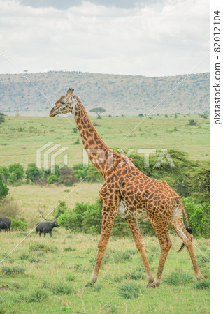 Masai giraffe Masai giraffe 82012104