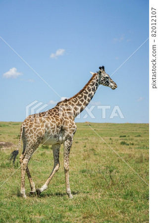 Masai giraffe Masai giraffe 82012107