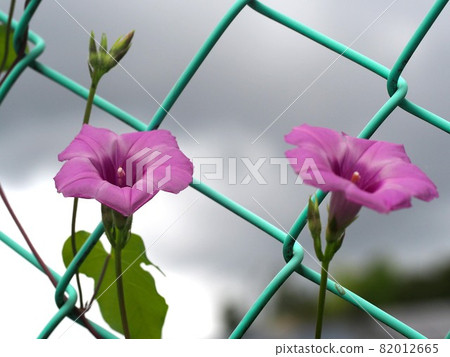 纏繞在籬笆上的兩輪牽牛花 Imonenohosia紅薯 照片素材 圖片 圖庫