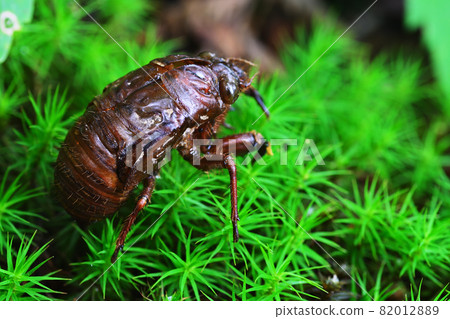 Cicada shell and moss No.2 82012889