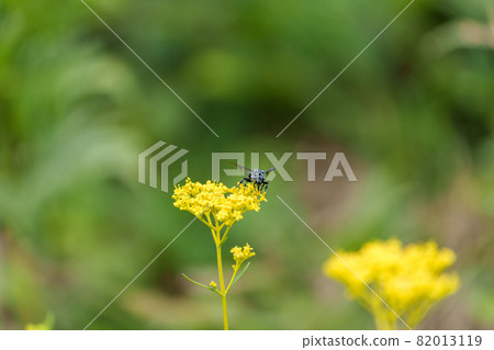 Blue bee Rurimon bee A blue bee that calls for happiness 82013119