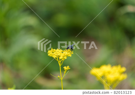 藍色蜜蜂 Rurimon 蜜蜂 呼喚幸福的藍色蜜蜂 藍色蜜蜂 Rurimon 蜜蜂 呼喚幸福的藍色蜜蜂 82013123