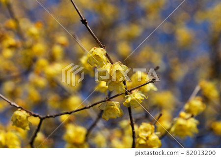 日本五香粉花 82013200