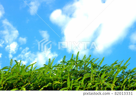 秋天的草地和天空 秋天的草地和天空 82013331