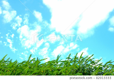 秋天的草地和天空 秋天的草地和天空 82013333