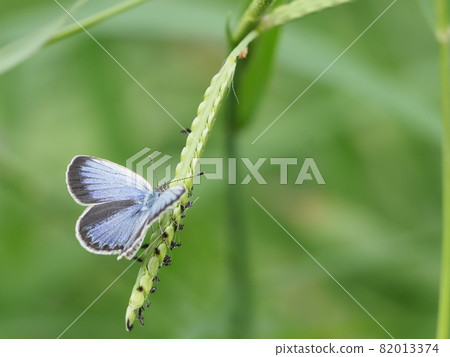 Shizimi butterfly 82013374