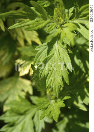 Variegated mugwort Oriental Limelight 82013643
