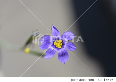 Narrow-leaf blue-eyed grass Narrow-leaf blue-eyed grass 82013646