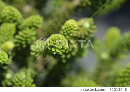 Korean Fir 82013648
