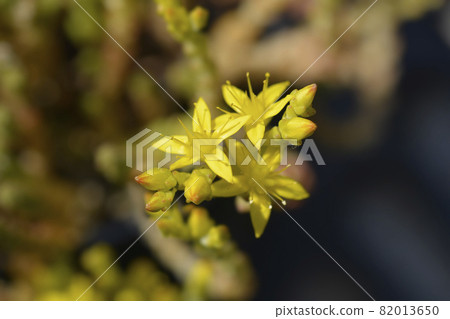 Goldmoss stonecrop Goldmoss stonecrop 82013650