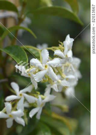 Star jasmine 82013667