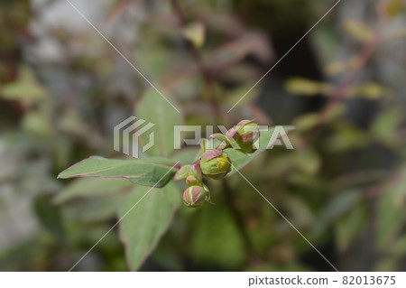St. Johns wort Tricolor St. Johns wort Tricolor 82013675