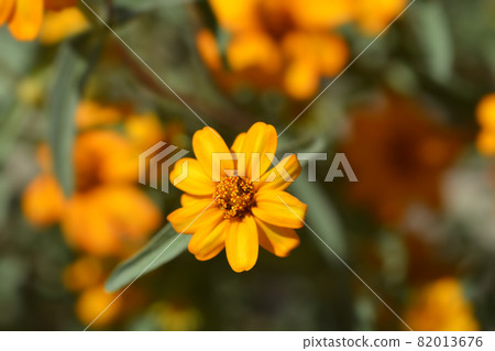 Narrowleaf zinnia 82013676