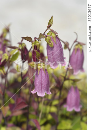Bellflower Campanello Red 82013677