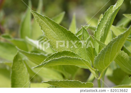 French hydrangea Light of Day 82013682