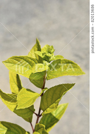 Paniculate hydrangea Pinky Winky Paniculate hydrangea Pinky Winky 82013686