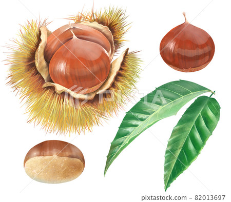 時尚成熟的栗子和樹葉插圖集矢量素材 82013697