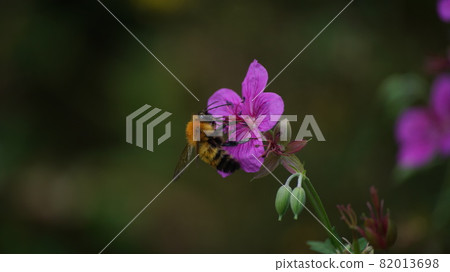 老虎大黃蜂從淺間風吸吮花蜜 82013698