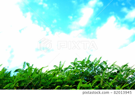 秋天的草地和天空 秋天的草地和天空 82013945
