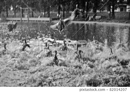 A duck flapping its wings and a splash of water pouring down like an arrow A duck flapping its wings and a splash of water pouring down like an arrow 82014207