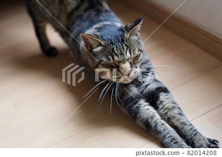 A cat that grows comfortably in the sun A cat that grows comfortably in the sun 82014208