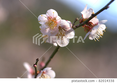 Kotori no Mori (Santokuen) Close-up of plum blossoms (Oshuku) blooming in the plum garden Higashi Ward, Okayama City, Okayama Prefecture Kotori no Mori (Santokuen) Close-up of plum blossoms (Oshuku) blooming in the plum garden Higashi Ward, Okayama City, Okayama Prefecture 82014338
