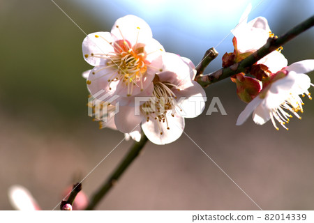 Kotori no Mori (Santokuen) Close-up of plum blossoms (Oshuku) blooming in the plum garden Higashi Ward, Okayama City, Okayama Prefecture Kotori no Mori (Santokuen) Close-up of plum blossoms (Oshuku) blooming in the plum garden Higashi Ward, Okayama City, Okayama Prefecture 82014339