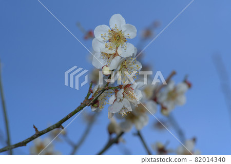 White plum blossoms and blue sky in the plum garden of Kotori no Mori (Santokuen), Higashi Ward, Okayama City, Okayama Prefecture White plum blossoms and blue sky in the plum garden of Kotori no Mori (Santokuen), Higashi Ward, Okayama City, Okayama Prefecture 82014340