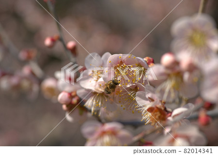 Oshuku and hoverflies blooming in the plum garden of Kotori no Mori (Santokuen), Higashi Ward, Okayama City, Okayama Prefecture Oshuku and hoverflies blooming in the plum garden of Kotori no Mori (Santokuen), Higashi Ward, Okayama City, Okayama Prefecture 82014341