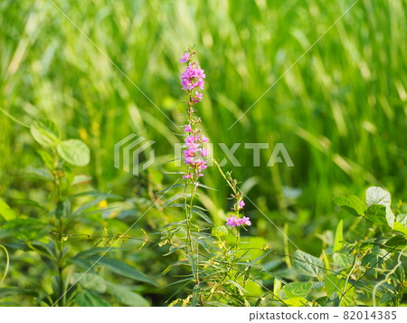 Lythrum Lythrum 82014385