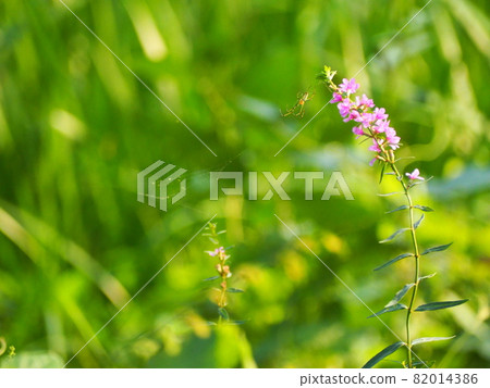Lythrum Lythrum 82014386