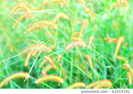 Setaria viridis Setaria viridis 82014592