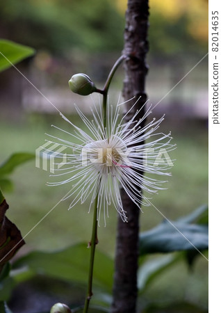 Sagaribana flowers 82014635