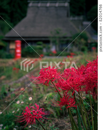 Autumn Miyama Kayabuki no Sato and cluster amaryllis 82014766
