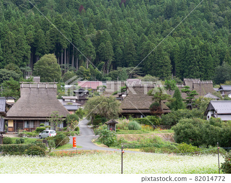 Miyama Sakura沒有和服在秋天 Miyama Sakura沒有和服在秋天 82014772