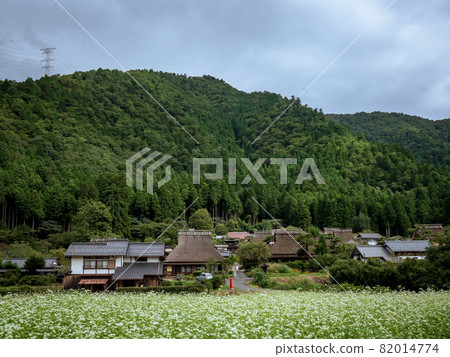 Miyama Sakura沒有和服在秋天 Miyama Sakura沒有和服在秋天 82014774